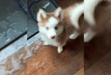 Cute Little Pomsky Proudly Shows Mommy How To Spill Water From A Bowl In A Hilarious Video