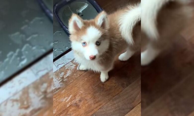Cute Little Pomsky Proudly Shows Mommy How To Spill Water From A Bowl In A Hilarious Video