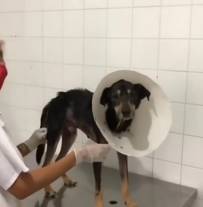 dog at vet's with cone around his neck