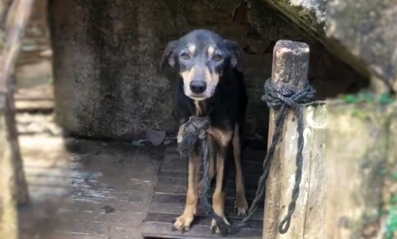 This Poor Dog Was Tied To A Chain For 7 Years Before Finally Being Rescued