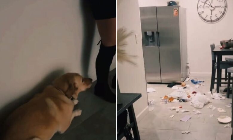 Woman Comes Home After A Night Out To Find Completely Shocked By What Her Dog Had Done