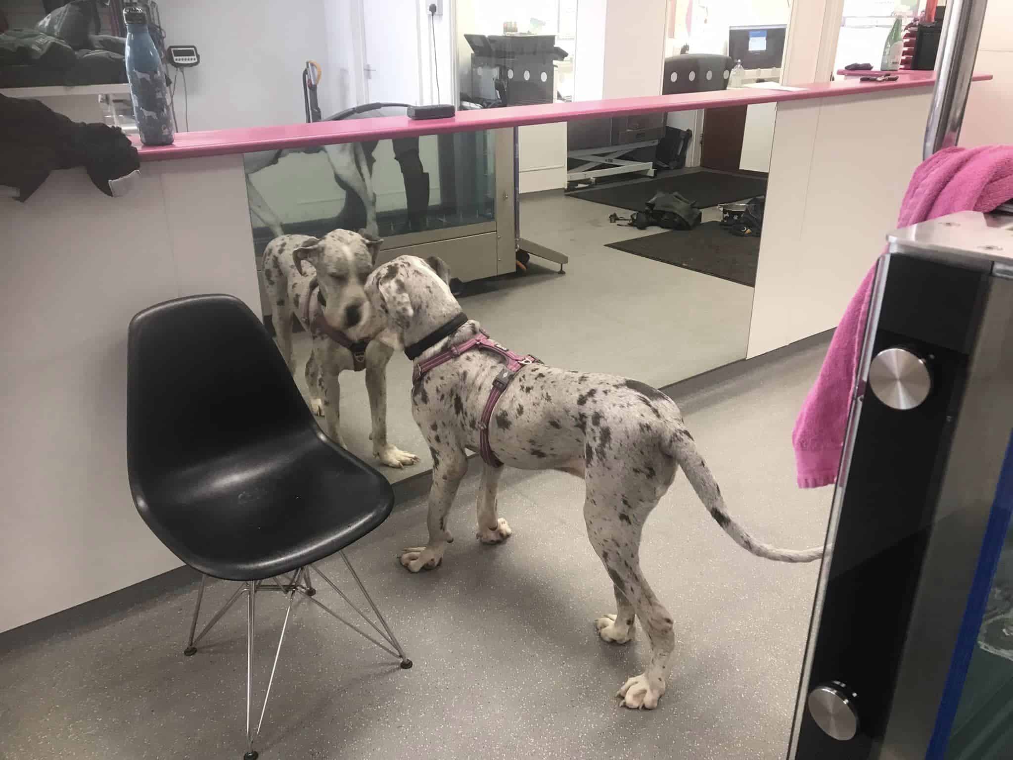 photo of a malnourished great dane