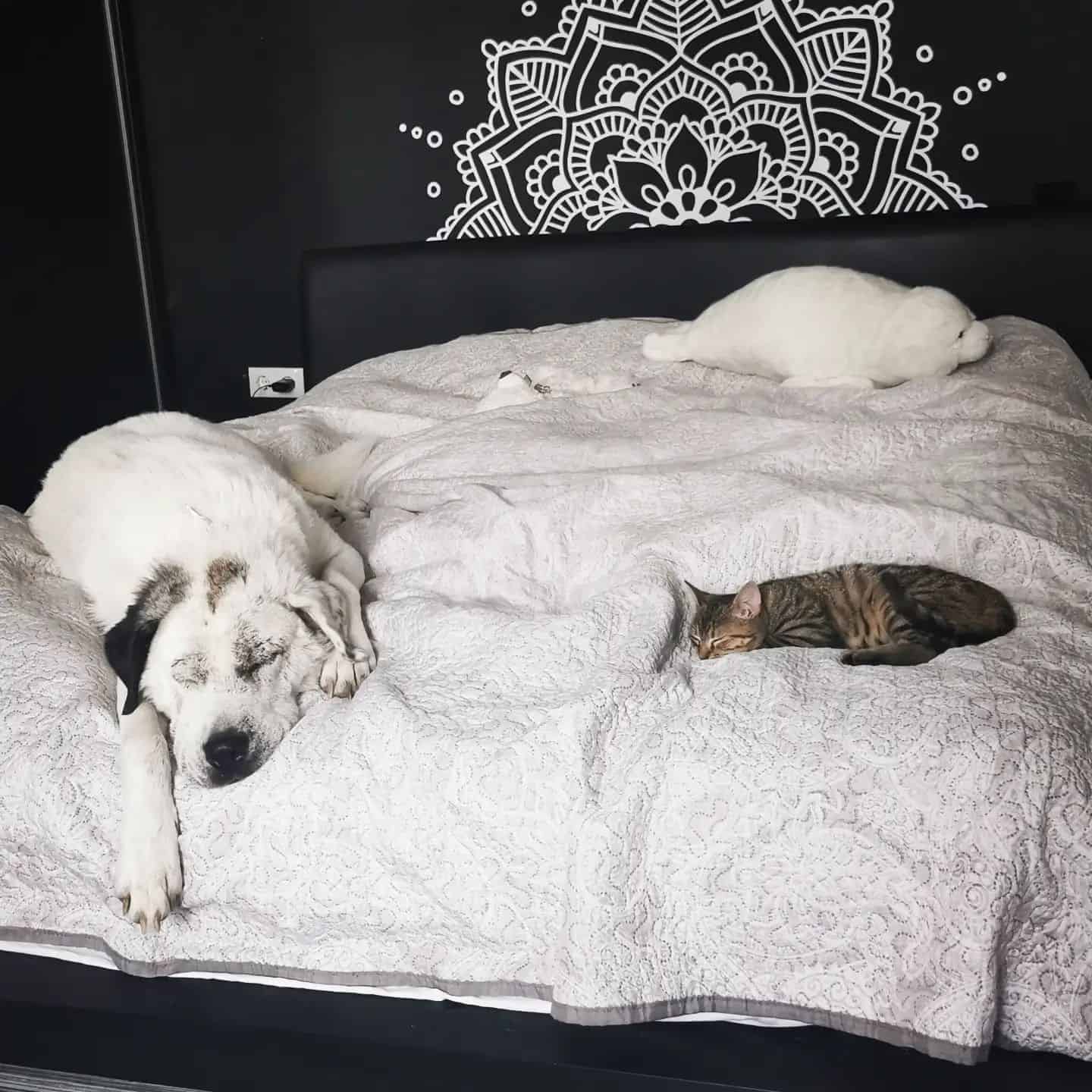 dog laying on bed with cats