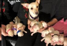 Rescue Chihuahua Shocks The World With Record-Breaking Litter