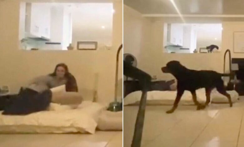 Dog And His Mom Play Hide And Seek, Then A Funny Thing Happens