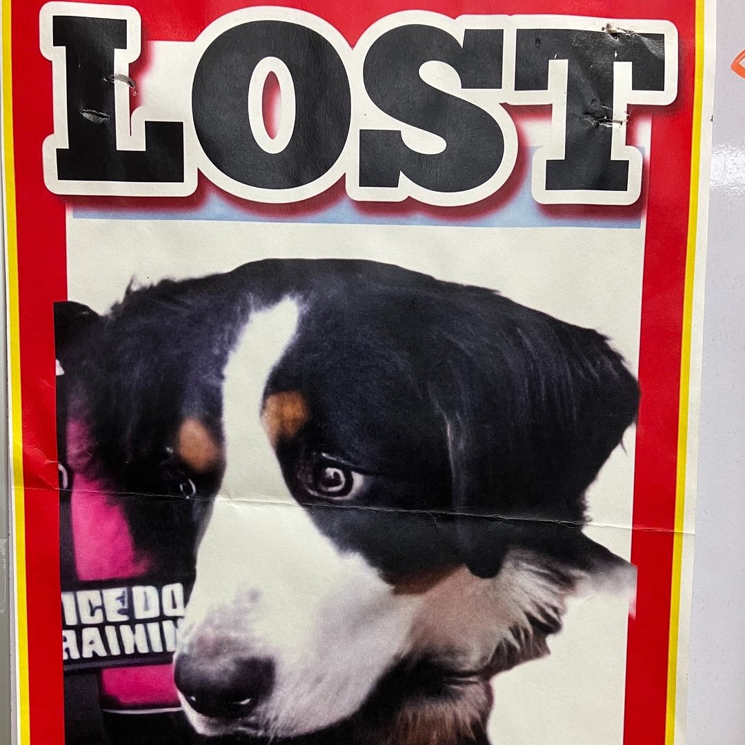 flyer of a missing dog