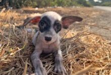 A Kind Man Comes Across A Sweet Stray Puppy And Gives Her A Forever Home