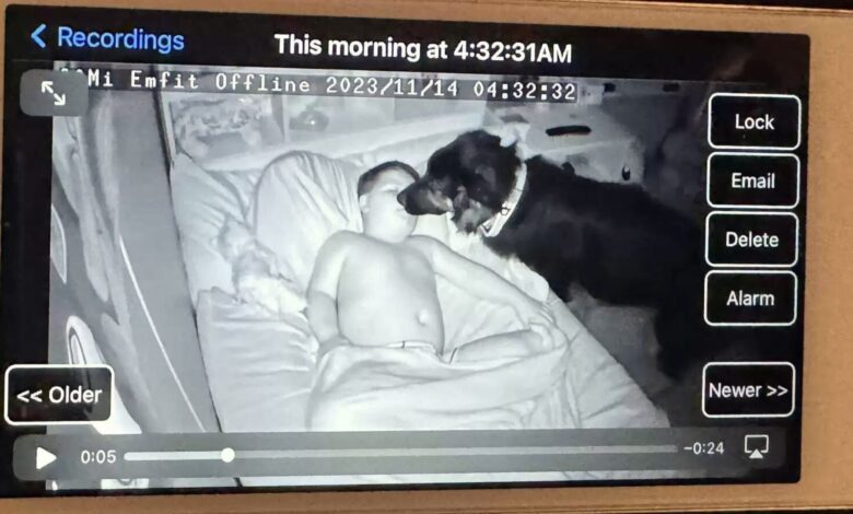 Puppy Caught On Camera Sneaking Into His Brother’s Room With A Heartwarming Goal