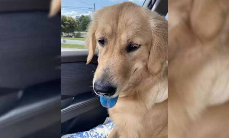 Woman Came Back From A Quick Trip To The Store Only To See That Her Dog’s Tongue Turned Blue