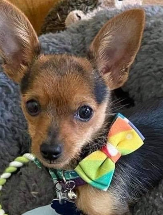 cute puppy with a bow is looking at the camera