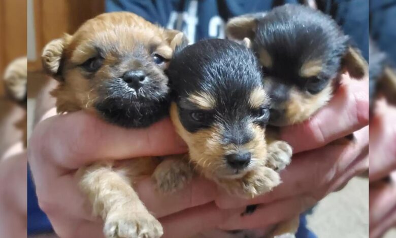 Watch These 3 Puppies From The Same Litter Grow Into Completely Different Dogs