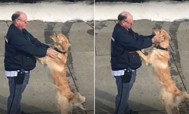 A Golden Retriever And A Mailman Melt Hearts With Their Adorable Relationship