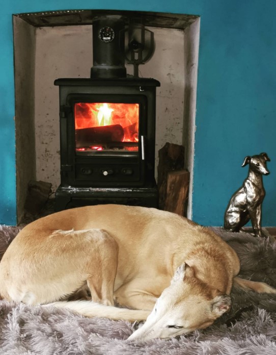 a curled up dog sleeps by the fireplace