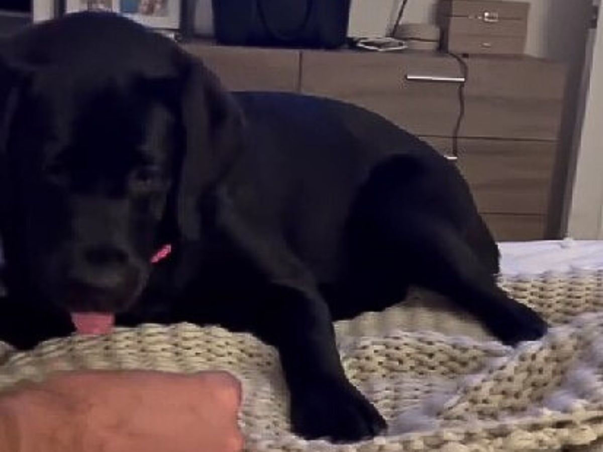 The Black Lab on the bed with tongue out