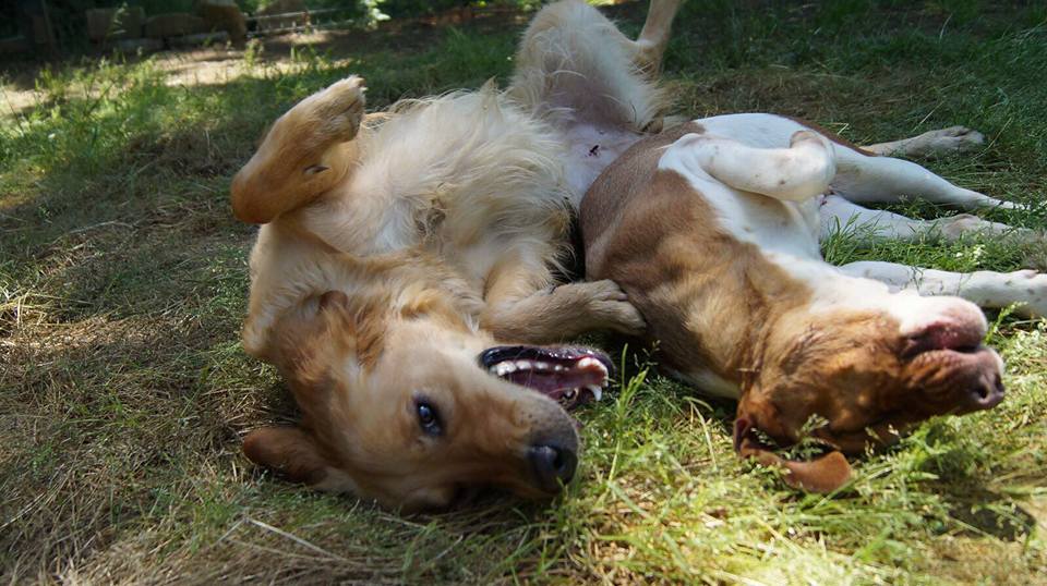 two dogs lying on grass