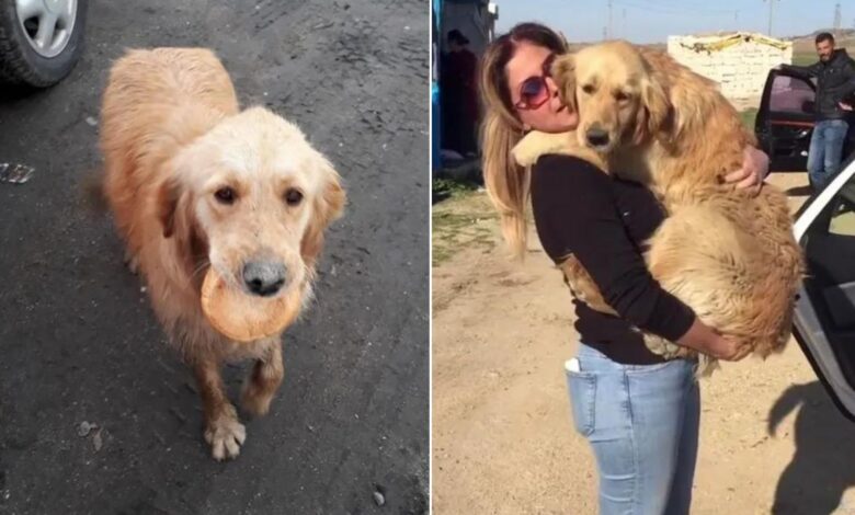 Stray Dog Tries To Find A Safe Place To Eat Her Bread, Finds A Loving Home Instead