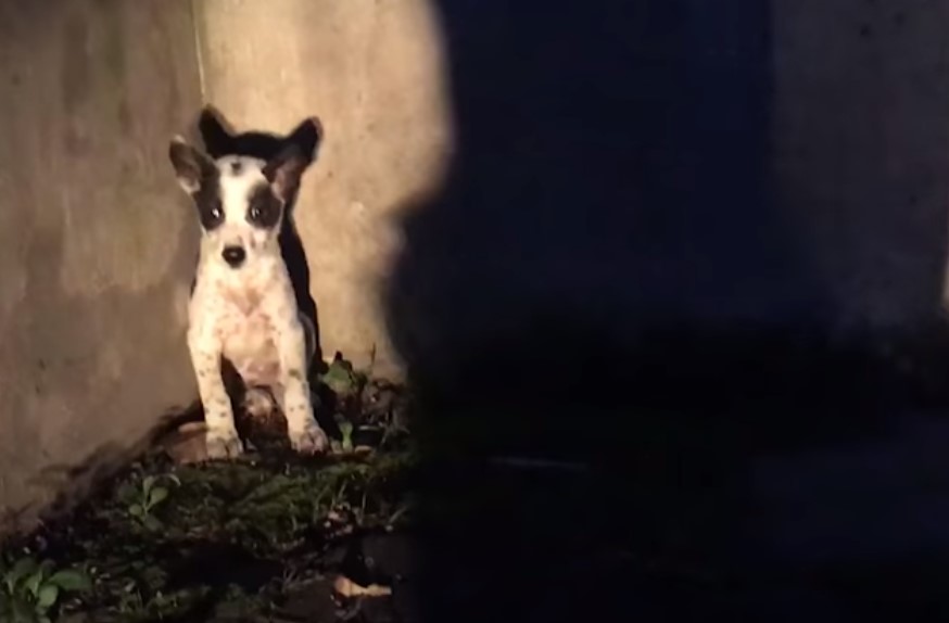 cute abandoned dog