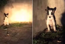 Rescuer Gains Trust Of An Abandoned Pup With A Piece Of Lasagna