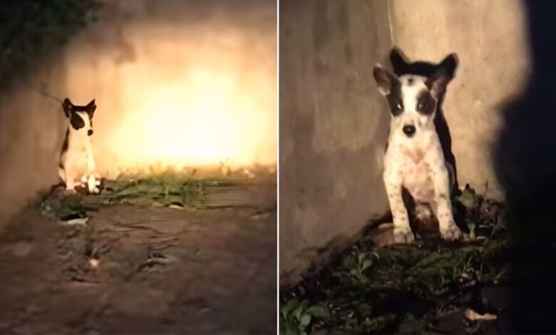 Rescuer Gains Trust Of An Abandoned Pup With A Piece Of Lasagna