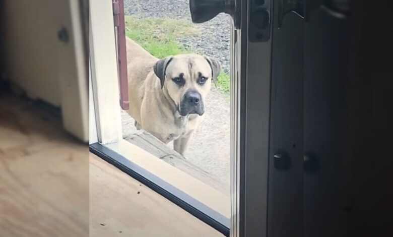 A Scared Dog Didn’t Want To Enter Inside A House Until His Rescuer Showed Him That He Is Safe