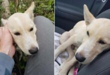 This Man Was Shocked To Find A Dog With Broken Legs In The Middle Of The Woods