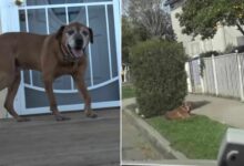 A Sweet Dog Abandoned By His Family Spent Months Hoping They Would Come Back