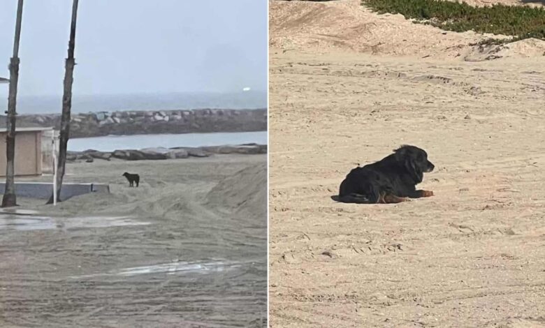 This Sweet Dog Ran Away From Home After His Owners Left On A Trip