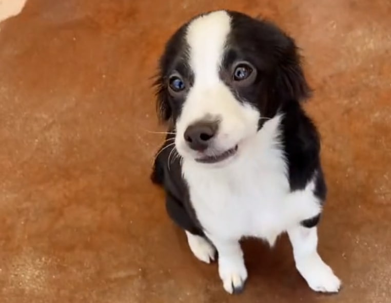 cute black and white puppy looking at camera