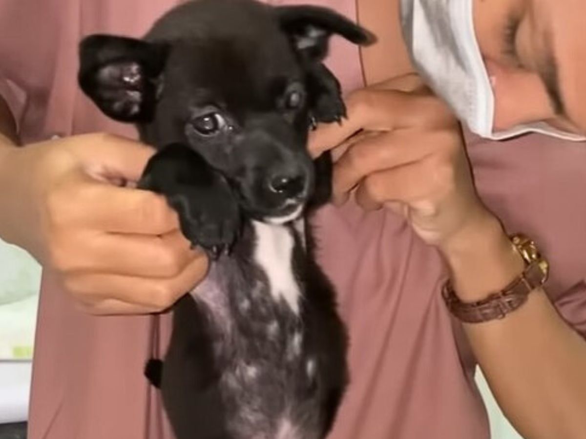 puppy being held by its paws
