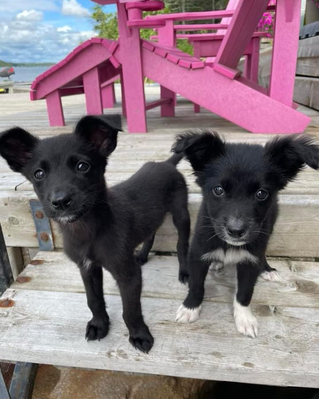 two black puppies on a wooden deck