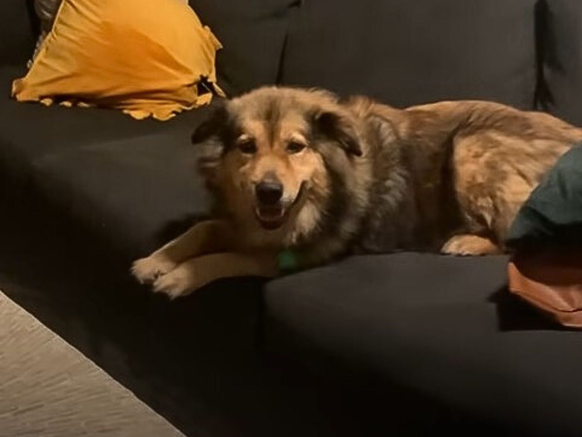 dog laying on a couch