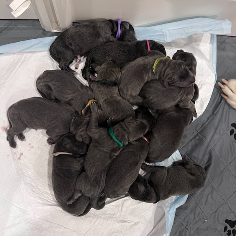 photo of puppies on a pile