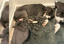 Amazing Great Dane Sets Record At North Carolina Rescue With 15 Babies