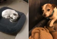Watch This Rescue Pup Adopt A Food Bowl As His New Favorite Thing 