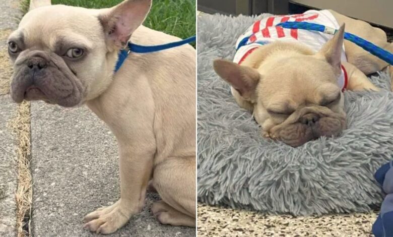 French Bulldog Found In A Dumpster Had To Be Rushed To The Hospital Due To His Condition