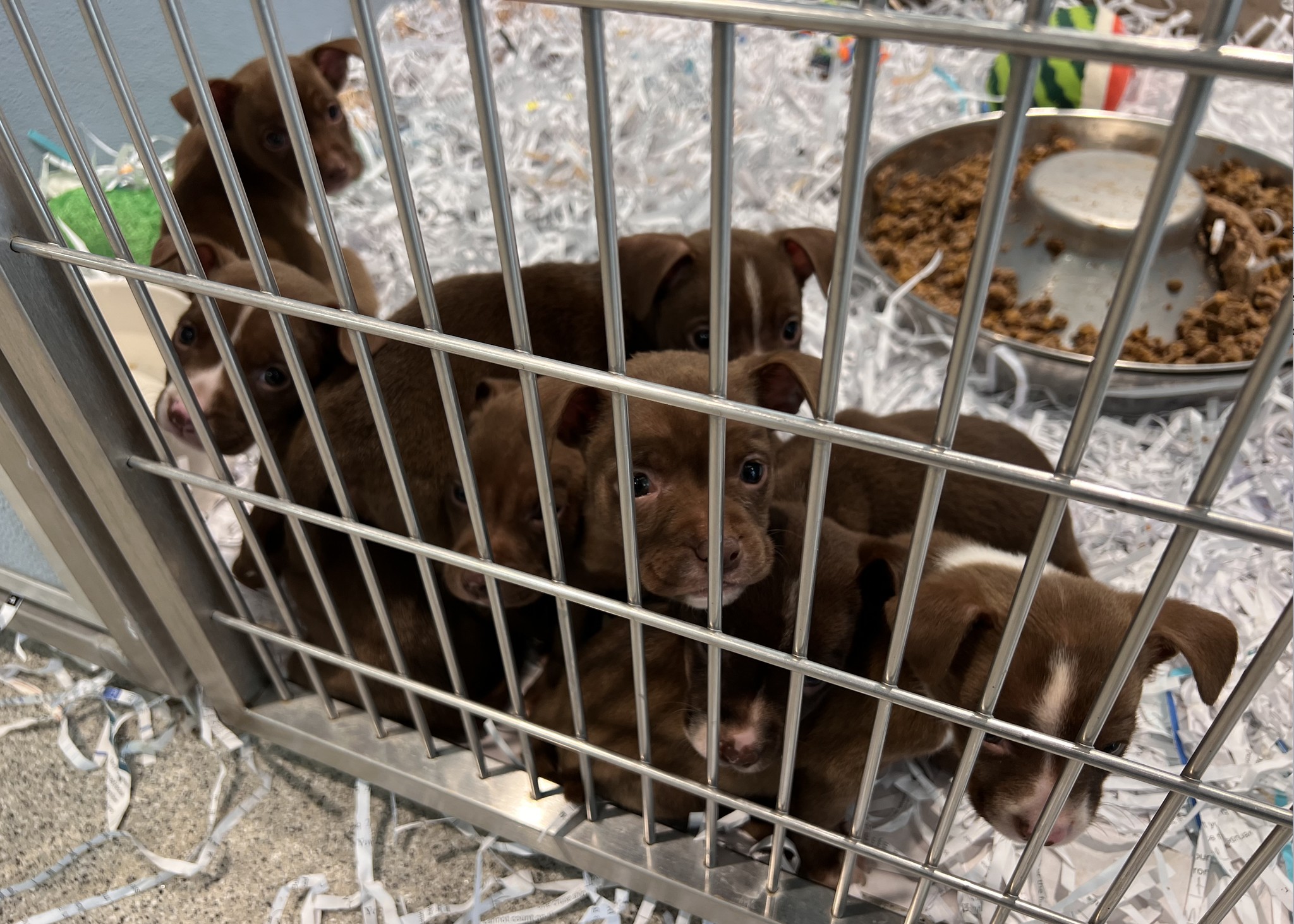 adorable brown puppies in a cage