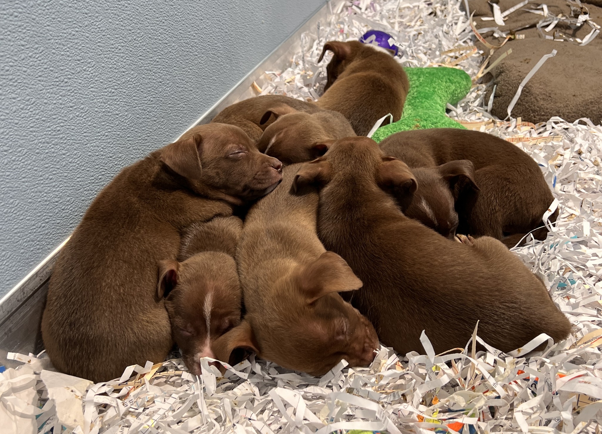 cute puppies sleeping together on the bunch