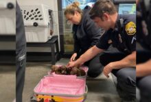 Police Officers Saw A Strange Suitcase And Were Shocked To Find Out What Is In It