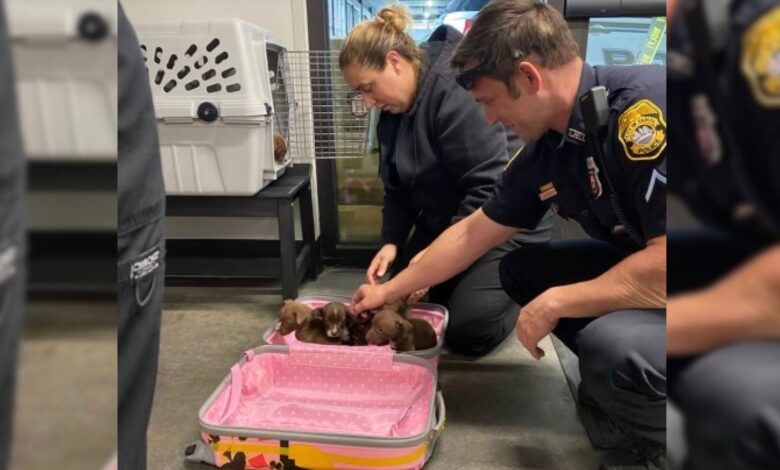 Police Officers Saw A Strange Suitcase And Were Shocked To Find Out What Is In It