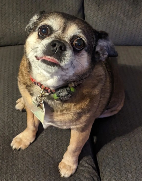 Chihuahua-Pug Mix sitting on the couch and looking at the camera