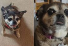 Cat Mom Adopts This Adorable Chihuahua-Pug Mix And Falls In Love With Dogs 