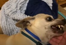 A Scared Dog Screamed Anytime Someone Touched Him Until He Met His Foster Mom