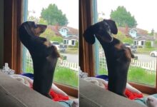 A Funny Dog Likes To Stand Upright While Looking Out The Window