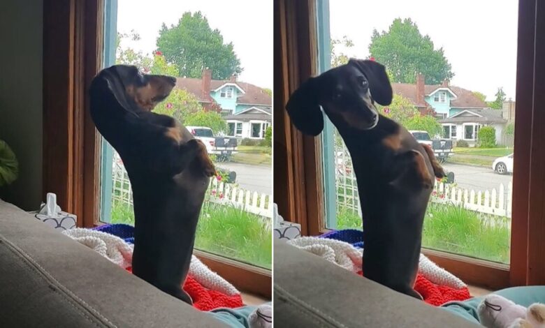 A Funny Dog Likes To Stand Upright While Looking Out The Window