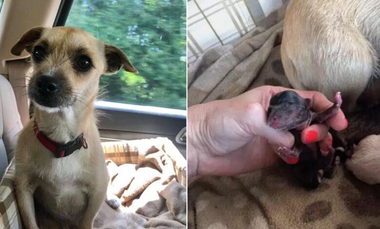 This Amazing Mama Dog Was Rescued Mere Moments Before Giving Birth In The Car