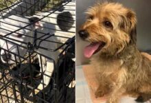 A Dramatic Appeal From The Shelter After Finding Abandoned Dogs At The Same Location One After Another