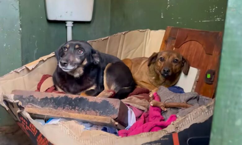 Abandoned Dog Siblings Who Hid In An Outdoor Bathroom Didn’t Trust Any Human Who Approached