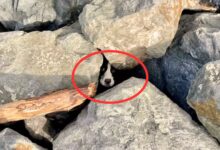 Man Rescues A Sad Dog Stuck Under Rocks Just Minutes Before The Dangerous Tide