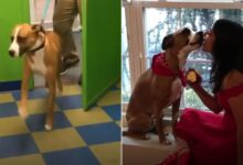 Dog Loves Doing Zoomies To Show His Mom How Much He Missed Her