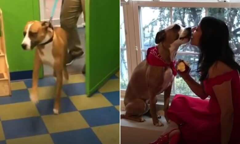 Dog Loves Doing Zoomies To Show His Mom How Much He Missed Her